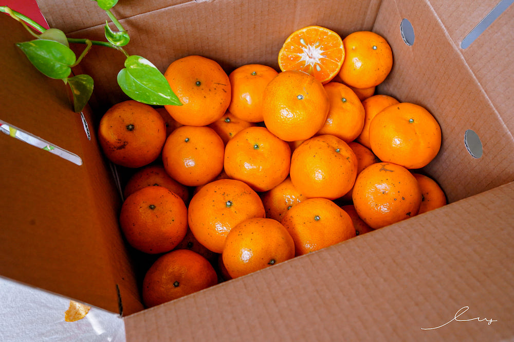 柑橘中的貴族！東福果園盛產「蜜蜂柑橘」，顆顆渾圓飽滿且香甜多汁，高山種植產期只有1個月，想吃要快！