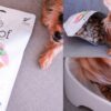 狗狗凍乾飼料推薦！NZ Natural鮮開凍 woof狗狗冷凍乾燥生食餐，添加100％紐西蘭食材、超級食物製作，營養又攜帶方便！