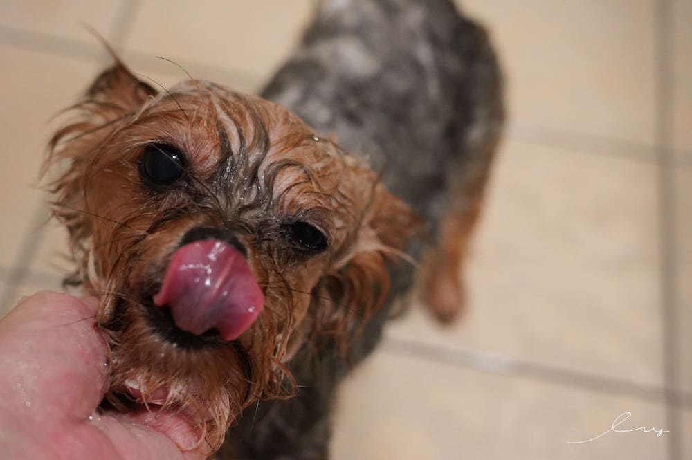 汪汪寶貝狗狗洗毛精推薦!除蚤抗菌、好起泡溫和不刺激，狗狗洗澡推薦搭配潔耳液，給狗狗最潔凈的洗澡體驗～