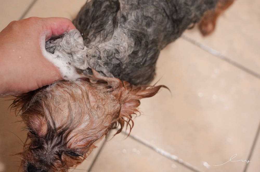 汪汪寶貝狗狗洗毛精推薦!除蚤抗菌、好起泡溫和不刺激，狗狗洗澡推薦搭配潔耳液，給狗狗最潔凈的洗澡體驗～