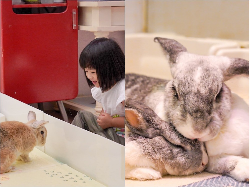 綠萼159 |台中北屯寵物餐廳,儀式感滿分的南法料理,還能餵食摸萌兔! 20250714215121 0 a9222e