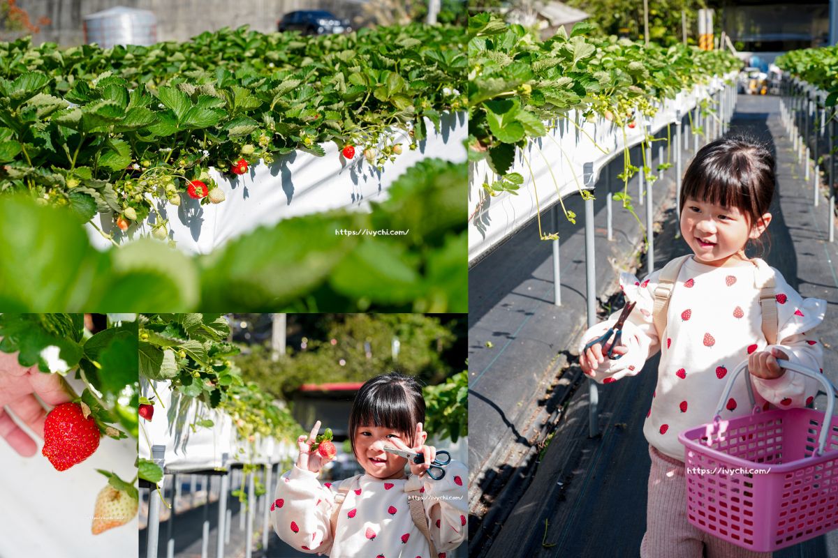 七姊妹高架無毒草莓園 |大湖草莓園推薦，免彎腰、安心吃，親子採草莓首選推薦！
