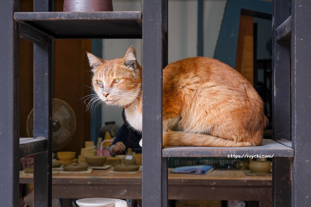 2026田中窯蜀葵花海藝術季!花海、萌貓、DIY手作到窯烤美食,打造完美親子一日遊 20260223145745 0 d37817
