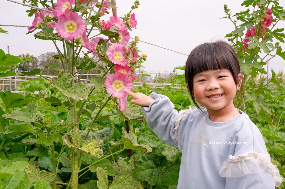 2026田中窯蜀葵花海藝術季!花海、萌貓、DIY手作到窯烤美食,打造完美親子一日遊 20260224092310 0 dc1c5e