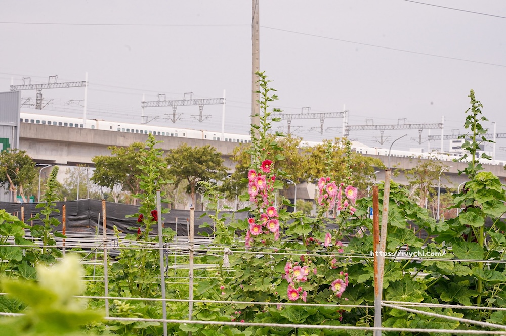 2026田中窯蜀葵花海藝術季!花海、萌貓、DIY手作到窯烤美食,打造完美親子一日遊 20260224092313 0 edc75b