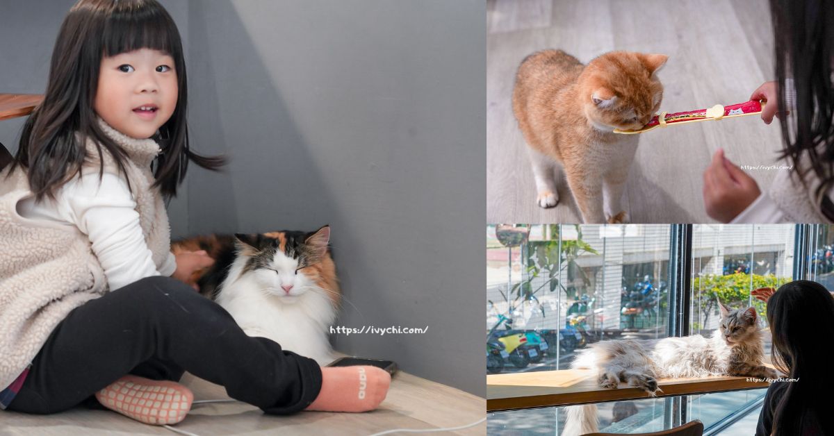 瓦茲貓咪咖啡廳 |台中貓咪咖啡廳推薦，享受貓咪環繞的午後時光!